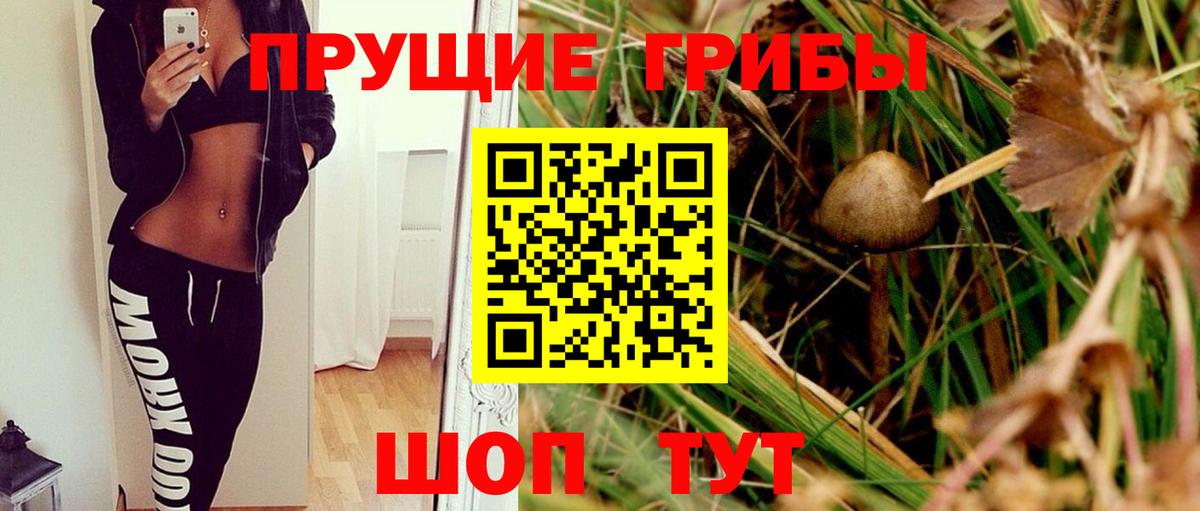 Псилоцибиновые грибы Cubensis Вязники
